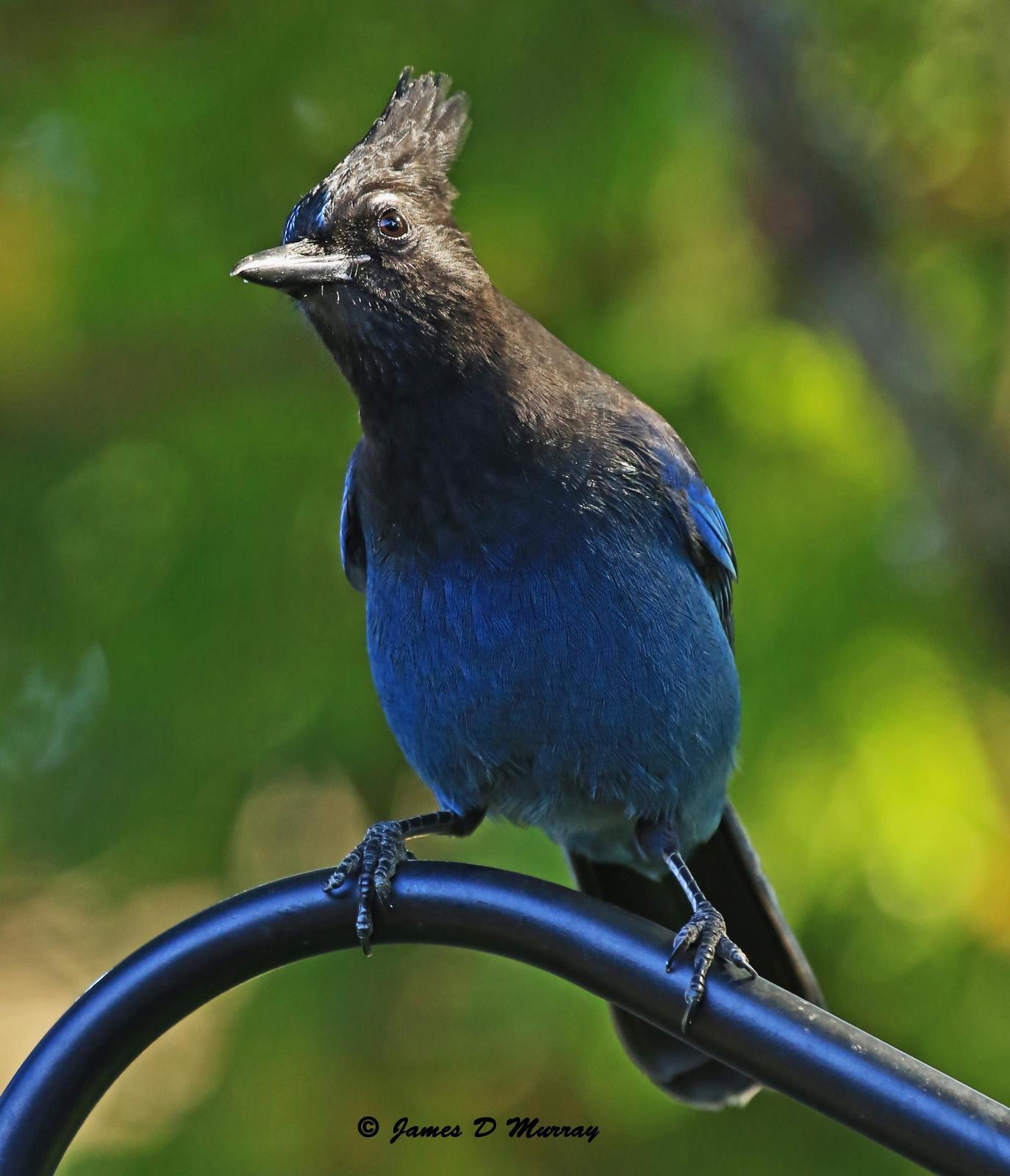 Steller's Jay Photo by Jim  Murray
