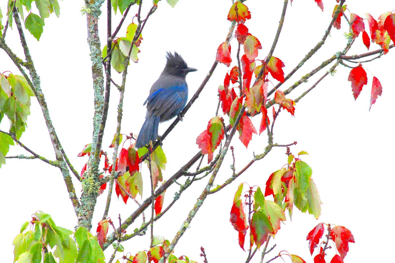 Steller's Jay Photo by Kathryn Keith
