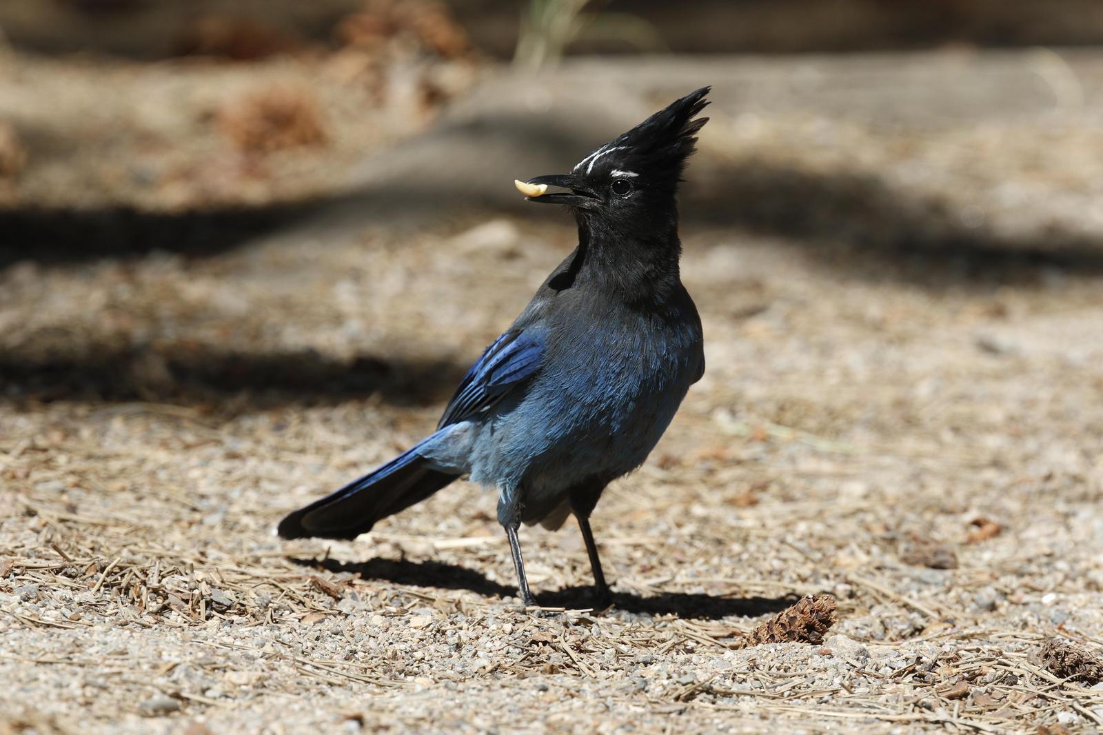 Steller's Jay Photo by Emily Willoughby
