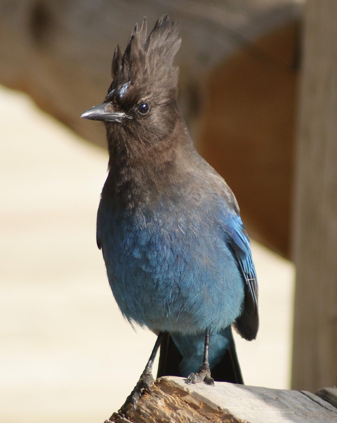 Steller's Jay Photo by Robin Oxley