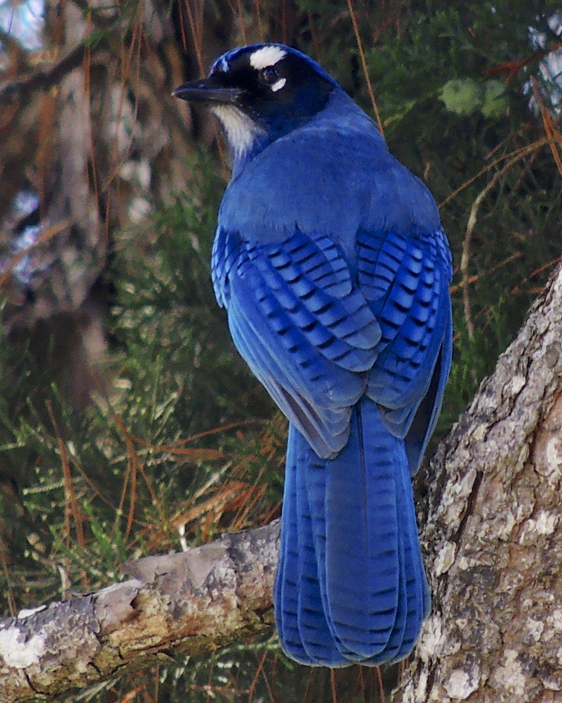 Steller's Jay (Central American) Photo by Andres Duarte