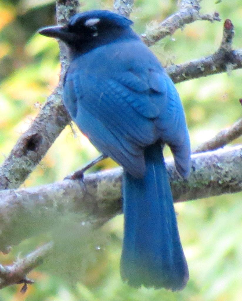 Steller's Jay (Central American) Photo by Oliver Komar