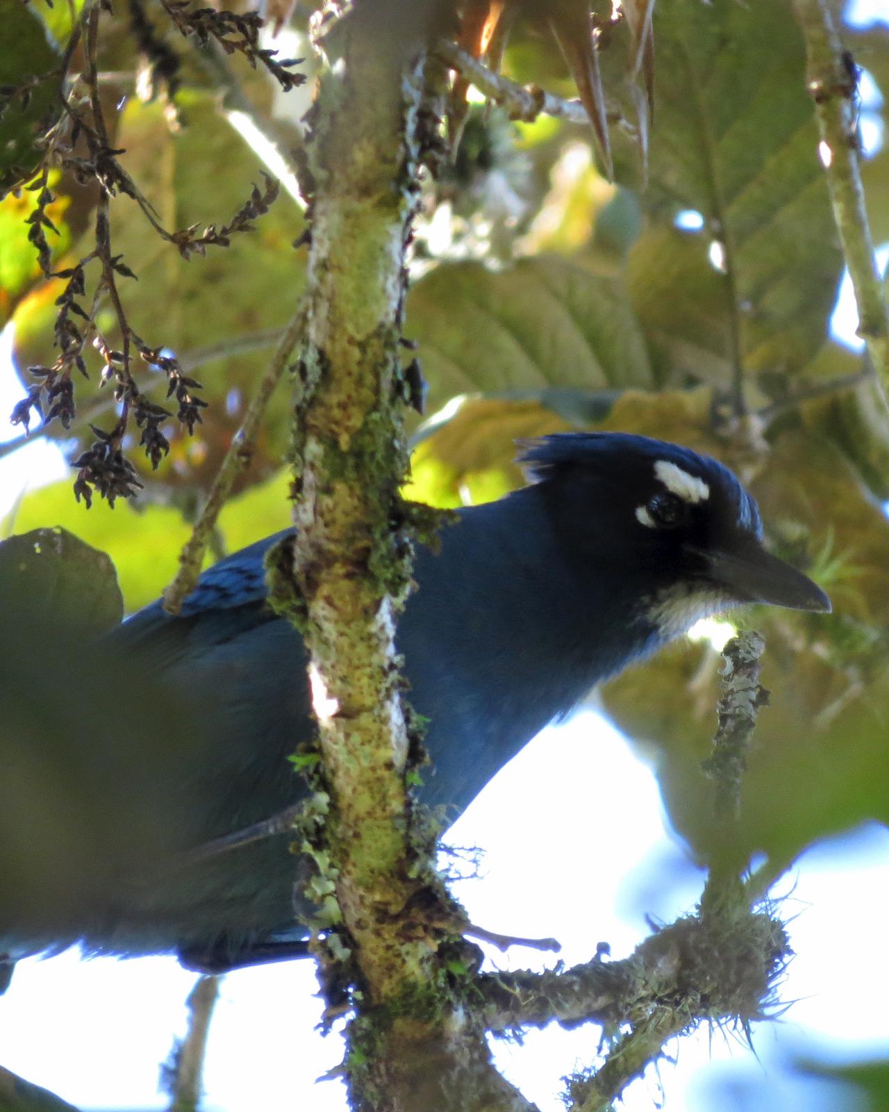 Steller's Jay (Central American) Photo by John van Dort