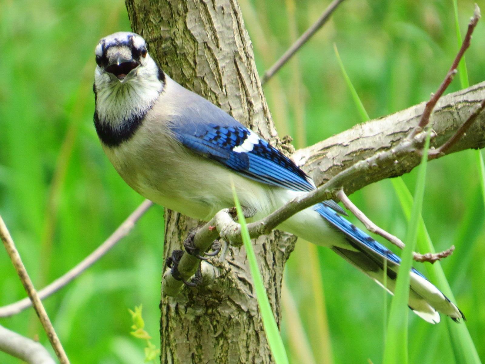 Blue Jay Photo by Kathy Wooding