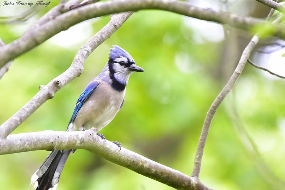 Blue Jay Photo by Jackie Connelly-Fornuff