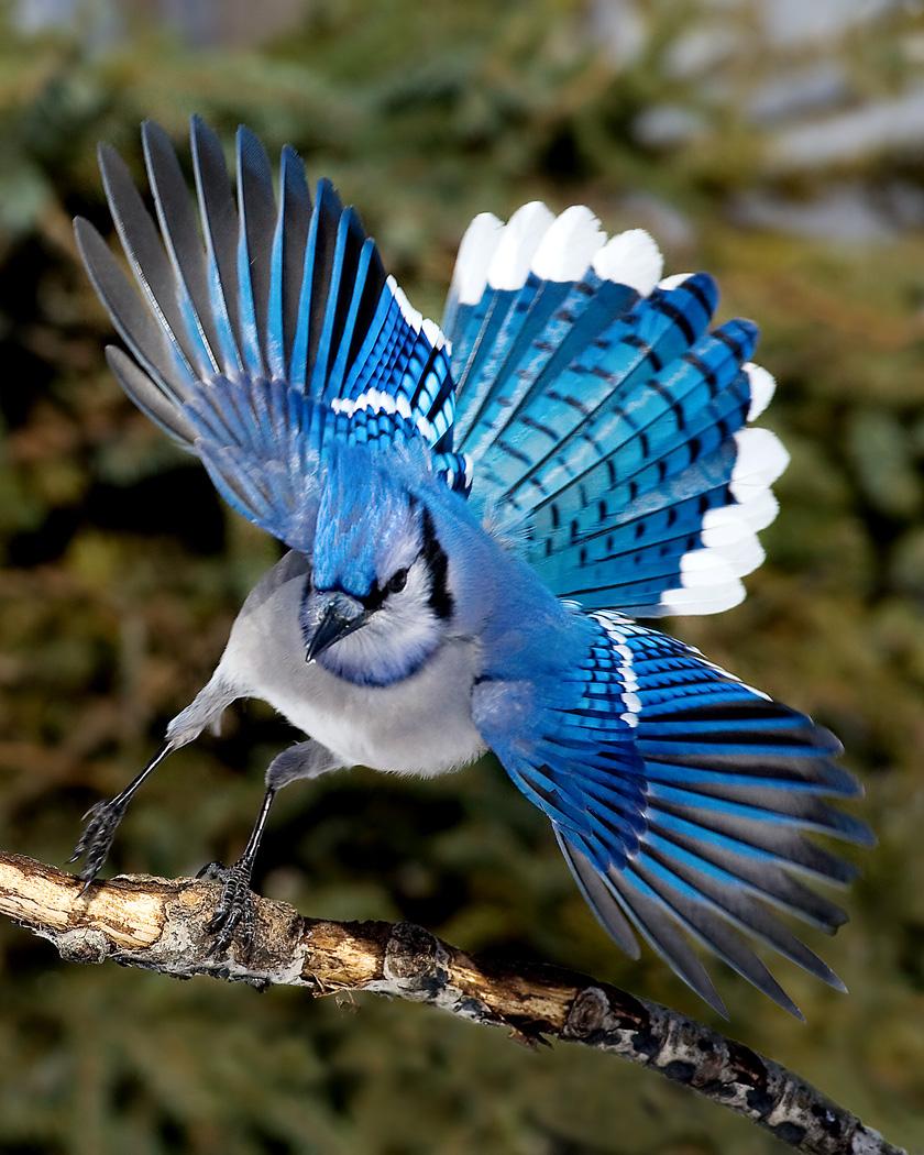 Blue Jay Photo by Josh Haas