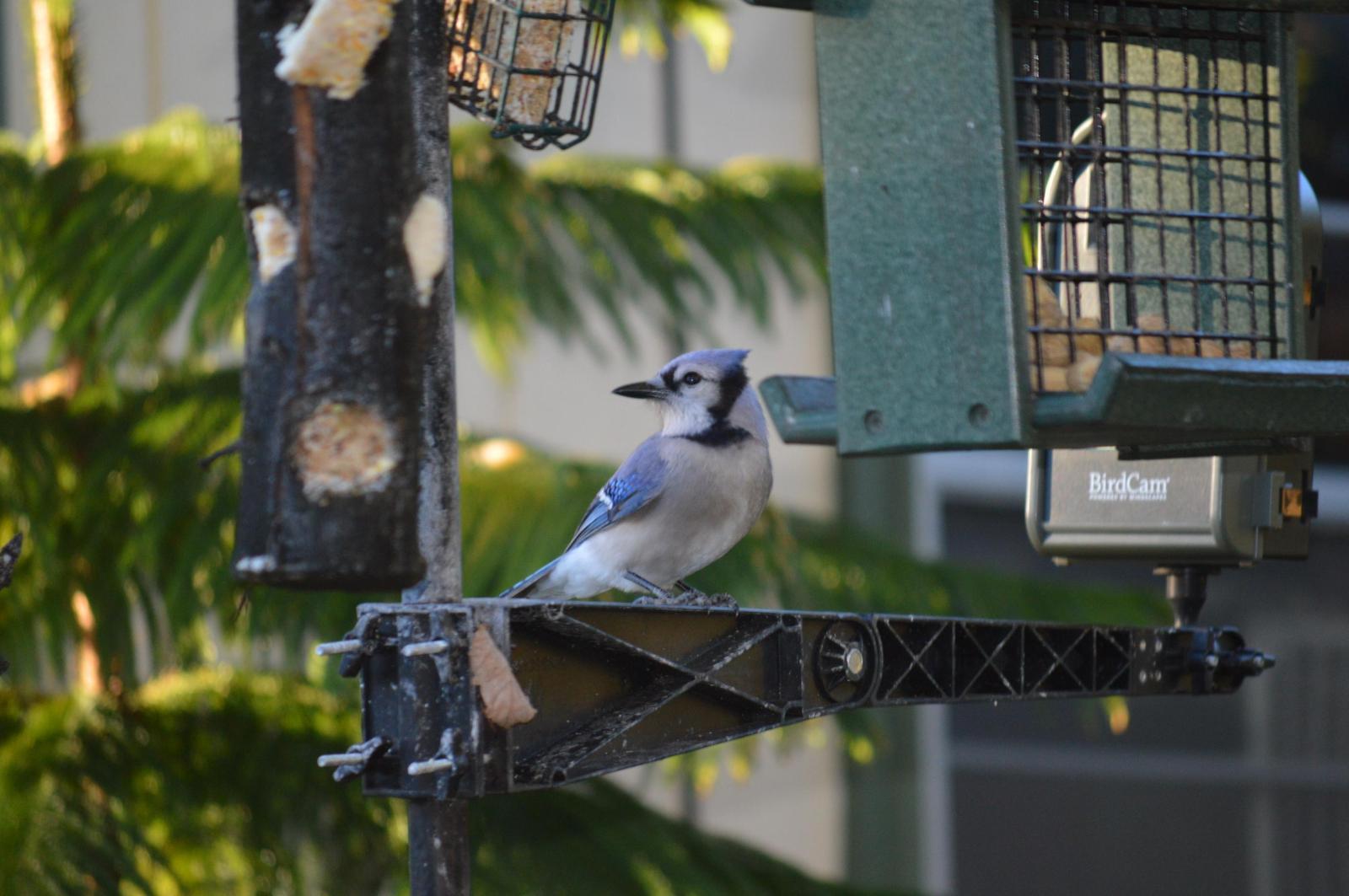 Blue Jay Photo by Mike Ballentine