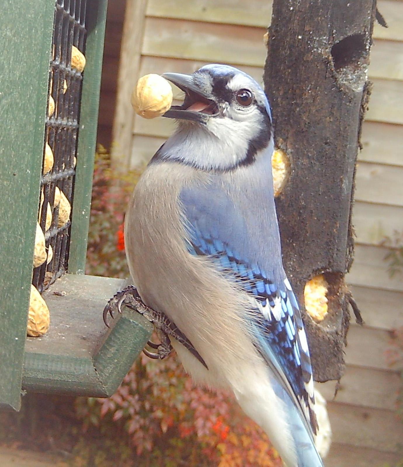 Blue Jay Photo by Mike Ballentine
