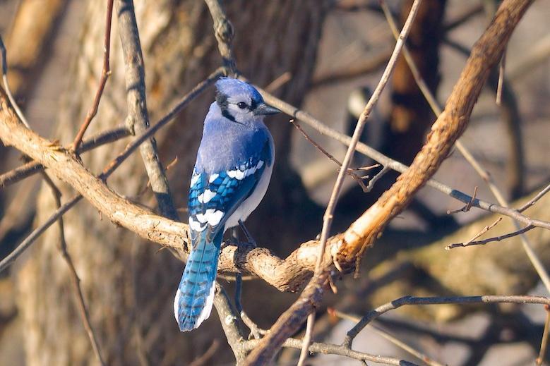 Blue Jay Photo by Gerald Hoekstra
