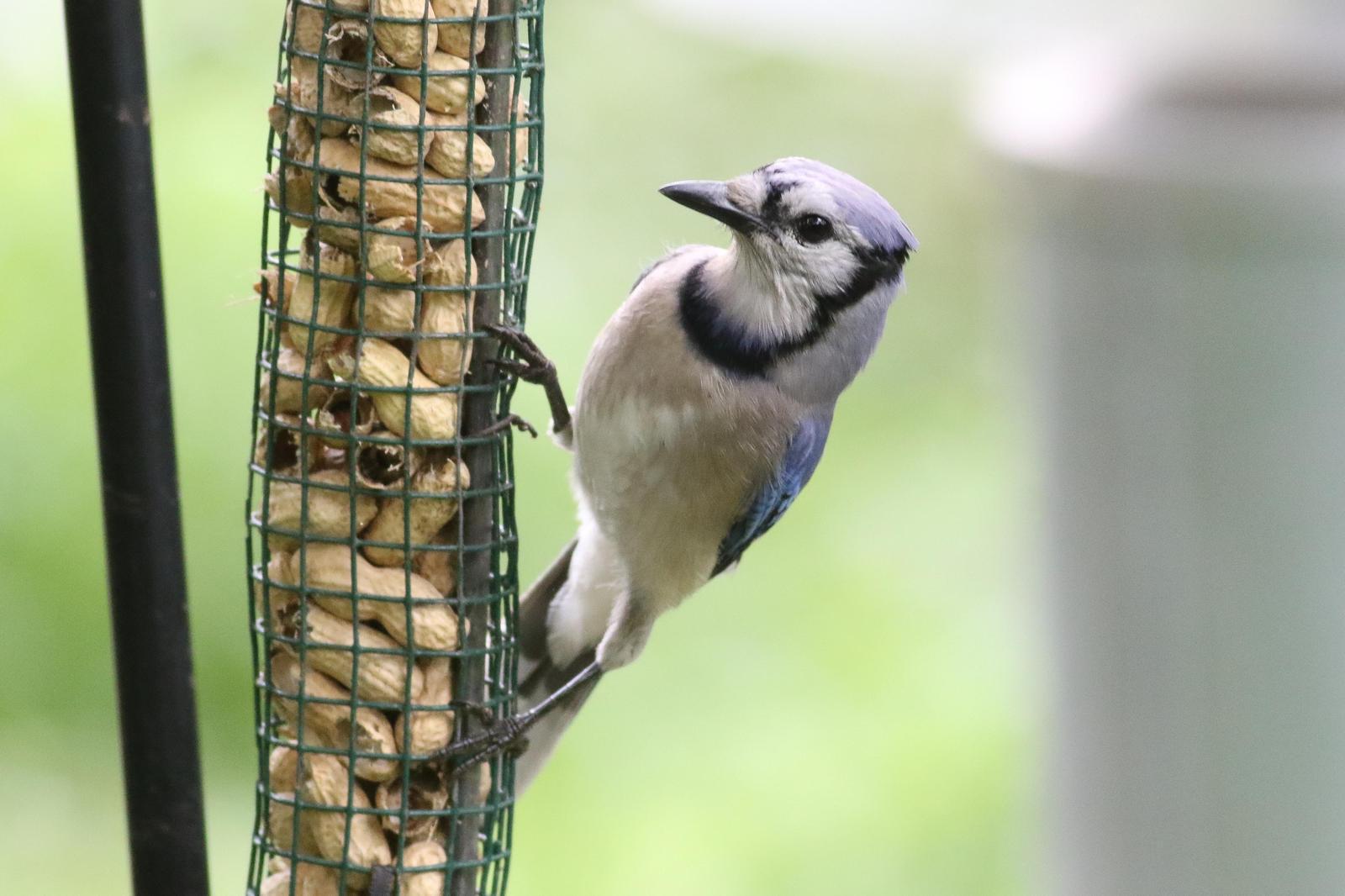Blue Jay Photo by Tom Ford-Hutchinson