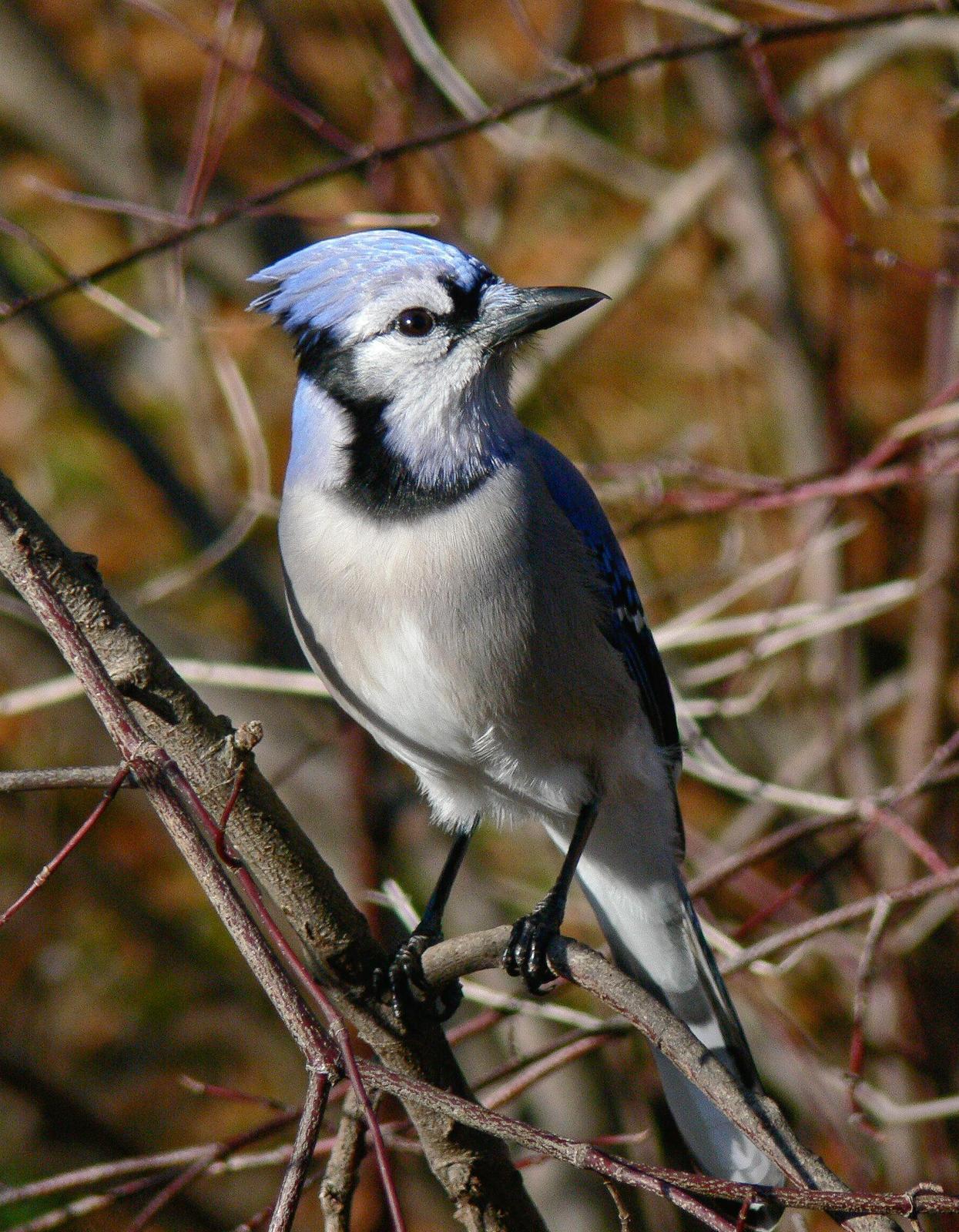 Blue Jay Photo by Tom Ford-Hutchinson