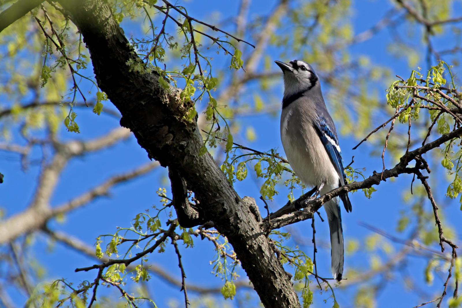Blue Jay Photo by Rob Dickerson