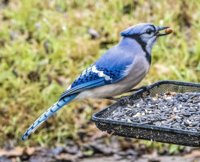 Blue Jay Photo by Wally Wenzel