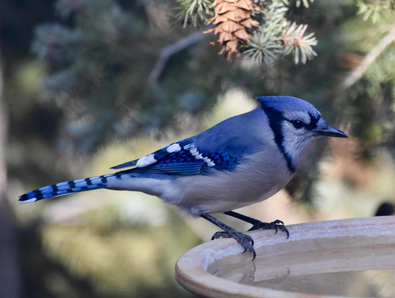 Blue Jay Photo by Evelyn [aret