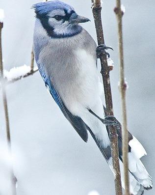 Blue Jay Photo by Pete Myers