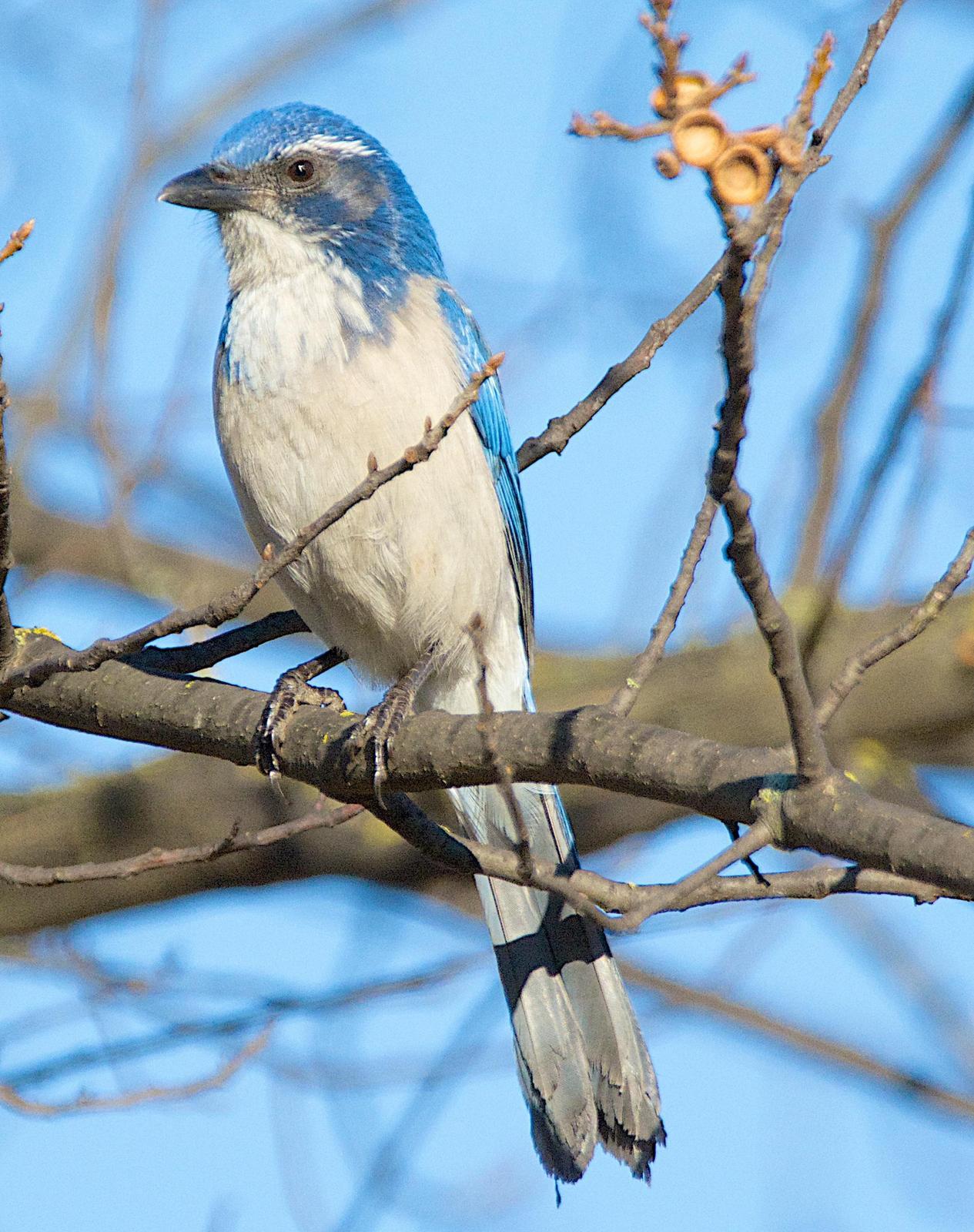 California/Woodhouse's Scrub-Jay Photo by Brian Avent