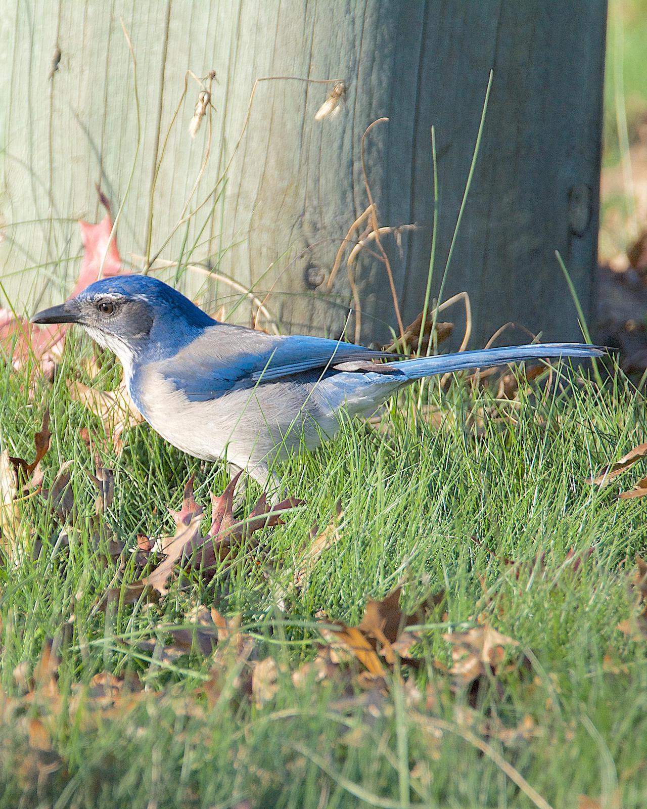 California/Woodhouse's Scrub-Jay Photo by Brian Avent
