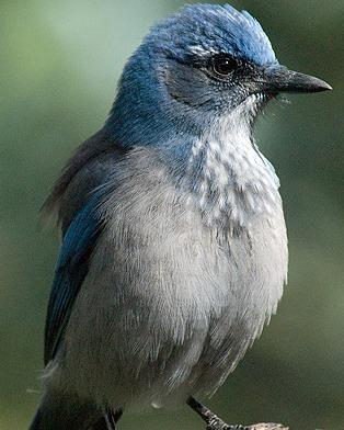 California/Woodhouse's Scrub-Jay Photo by Pete Myers