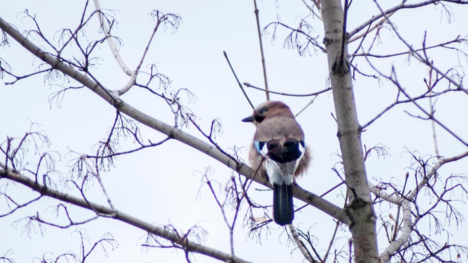 Eurasian Jay Photo by African Googre