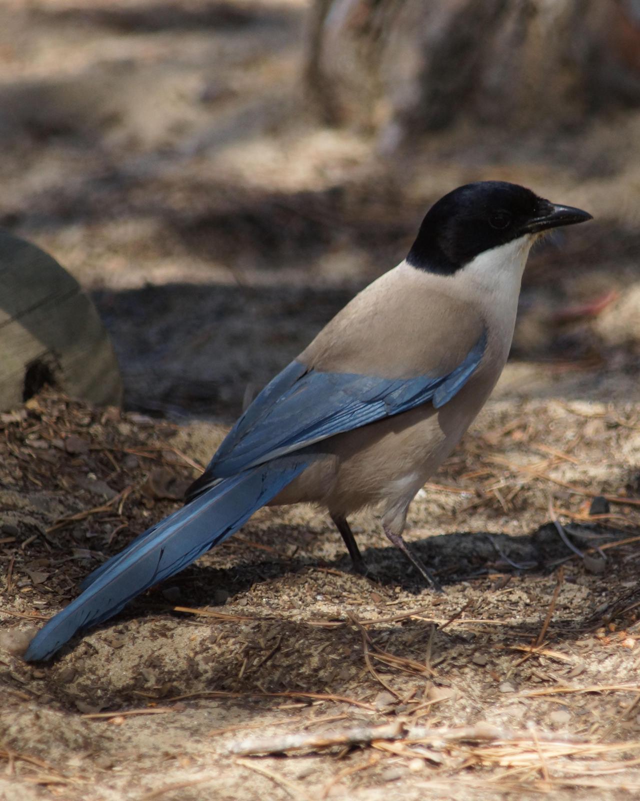 Azure-winged Magpie Photo by Steve Percival