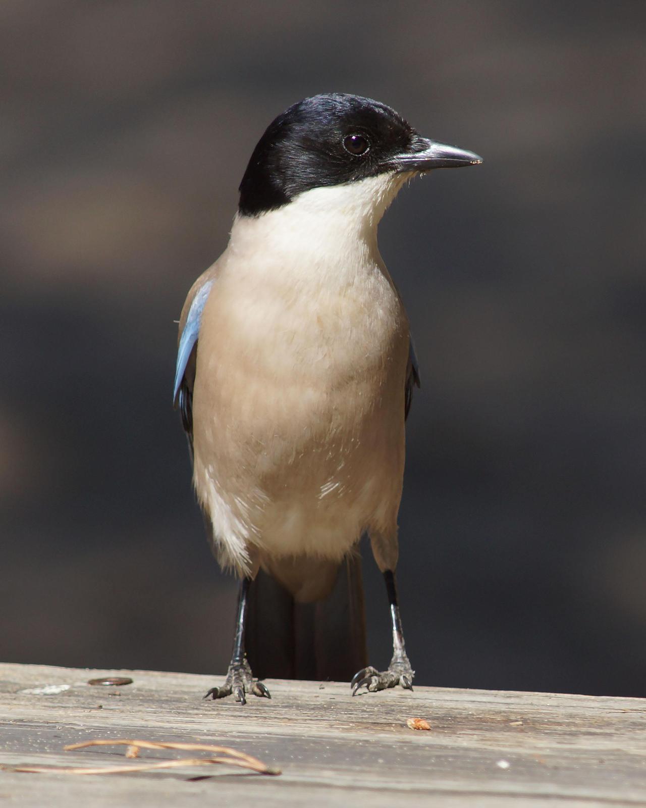 Azure-winged Magpie Photo by Steve Percival