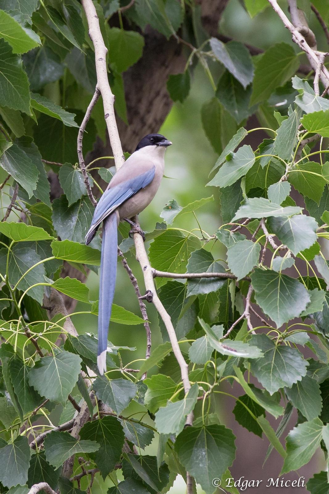 Azure-winged Magpie Photo by Edgar Miceli