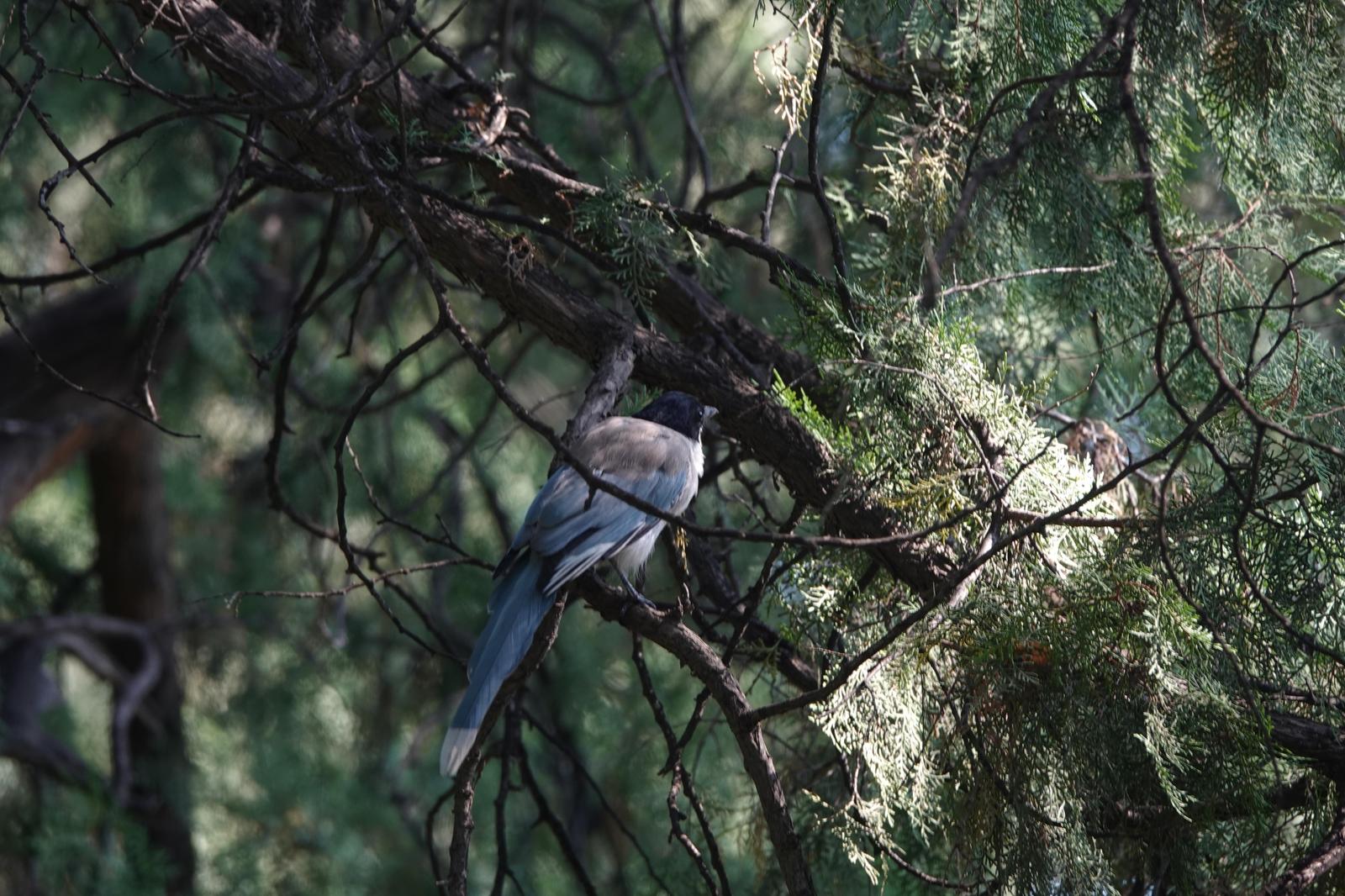 Azure-winged Magpie Photo by Bonnie Clarfield-Bylin