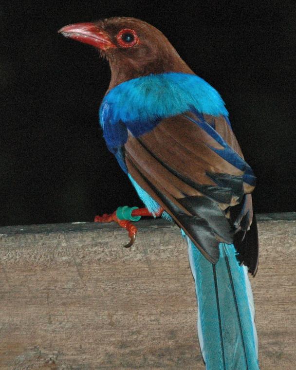 Sri Lanka Blue-Magpie Photo by John Mittermeier