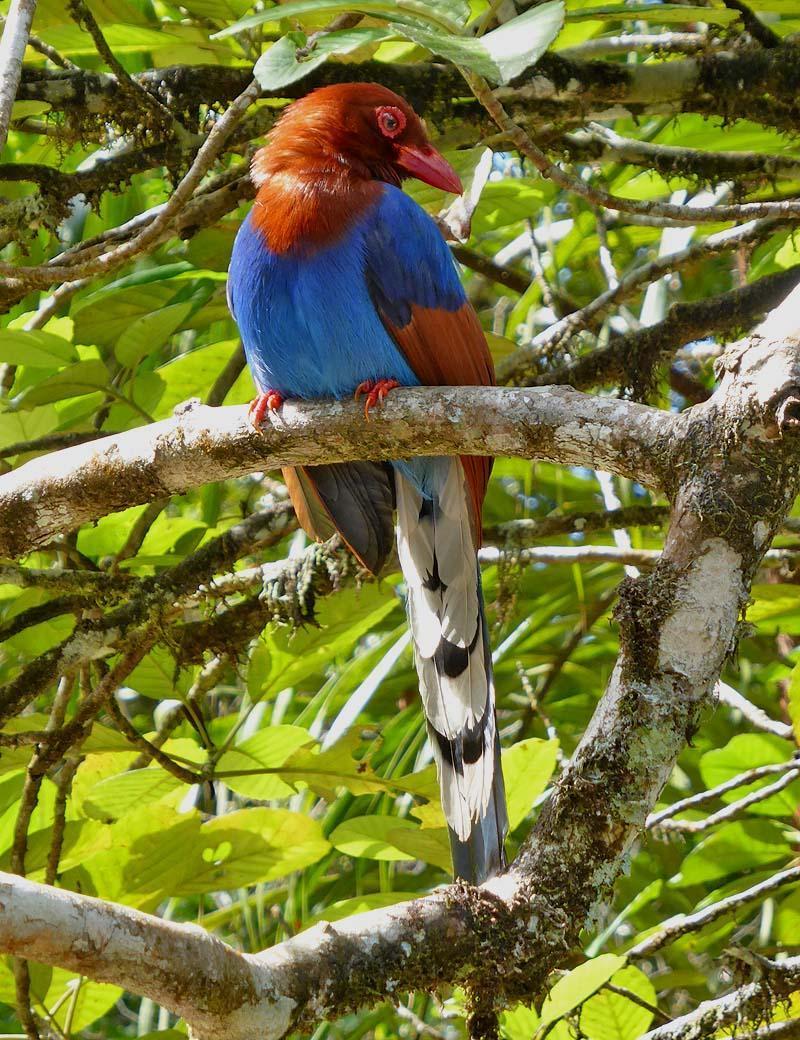 Sri Lanka Blue-Magpie Photo by Peter Boesman