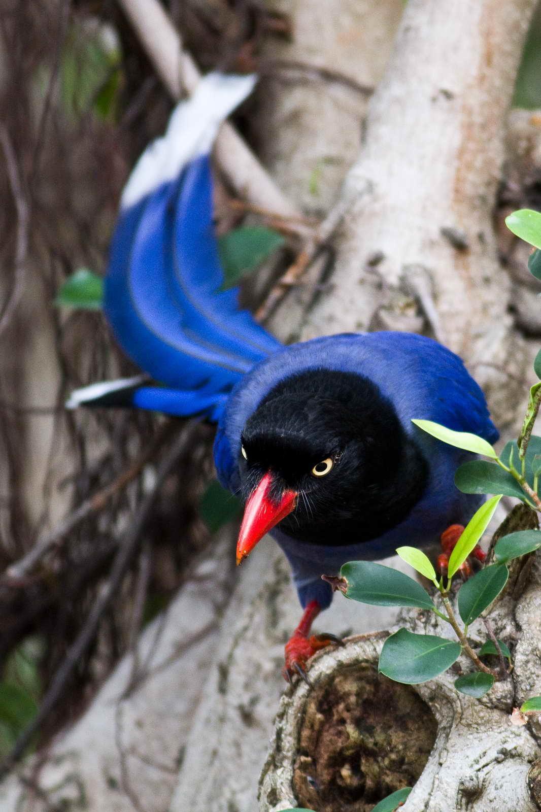 Taiwan Blue-Magpie Photo by Yunlong Tseng