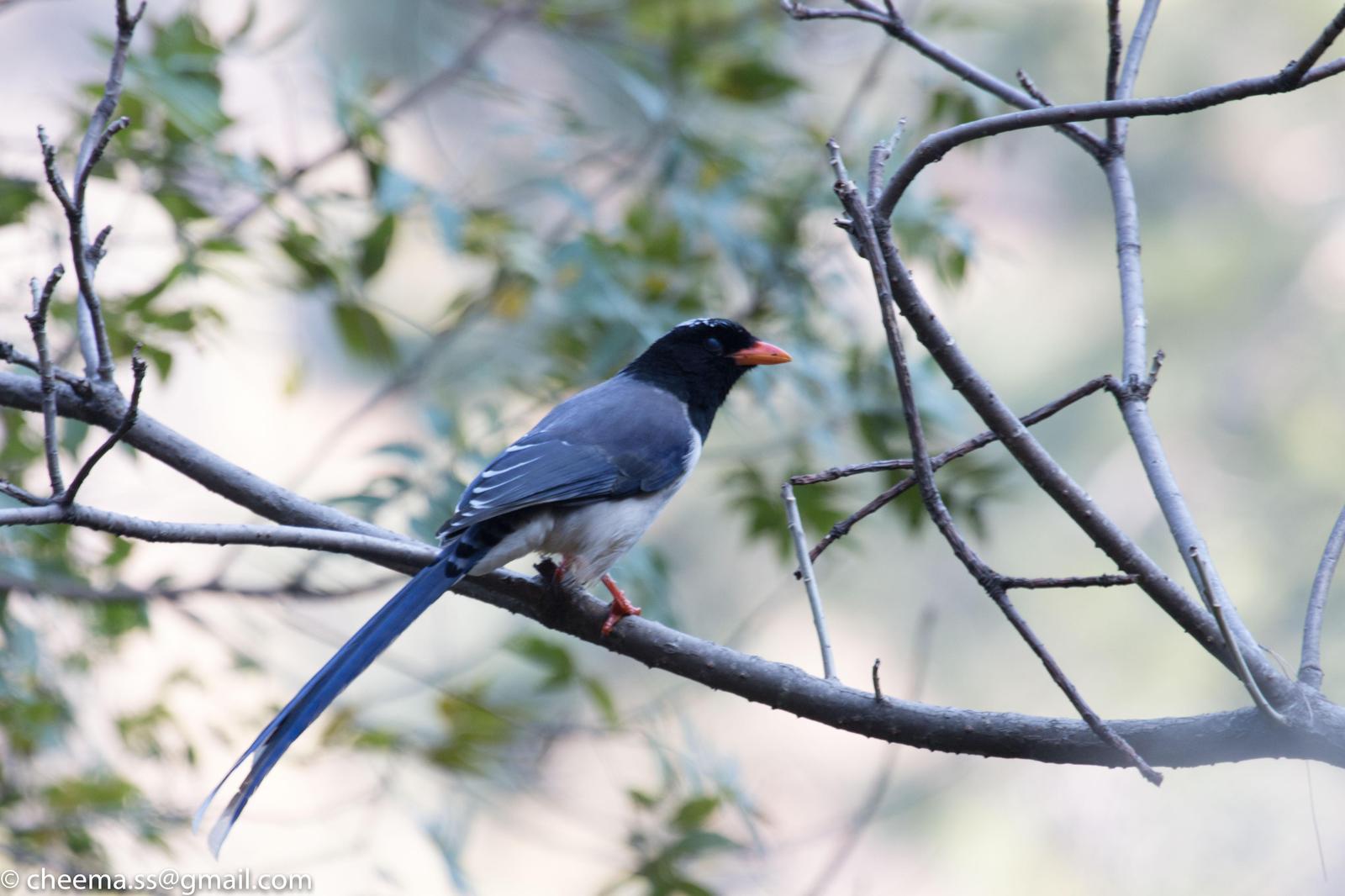 Red-billed Blue-Magpie Photo by Simepreet Cheema