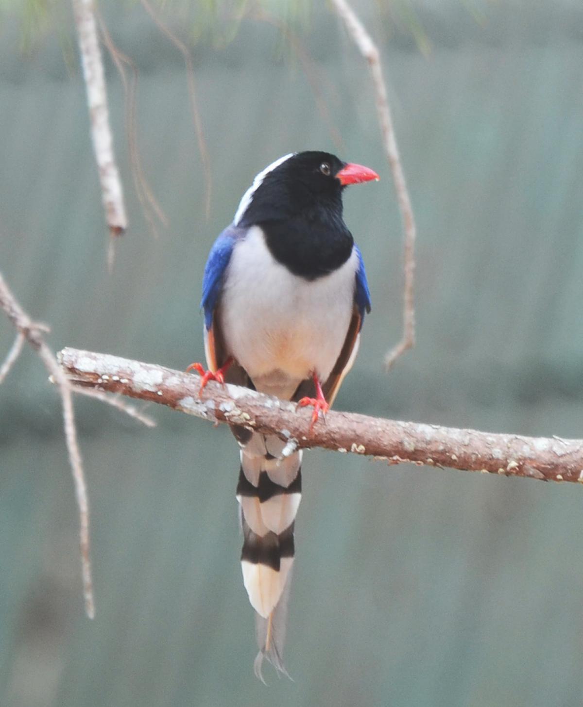 Red-billed Blue-Magpie Photo by Uthai Cheummarung