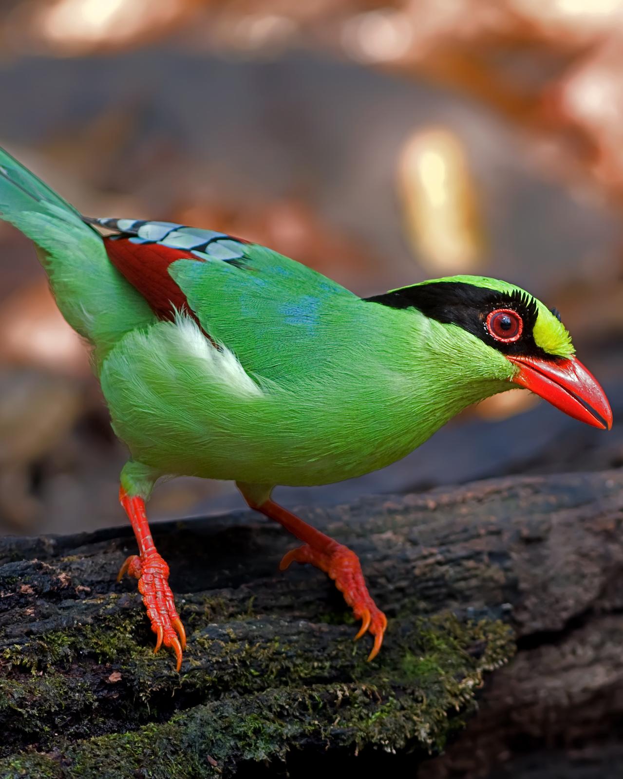 Common Green-Magpie Photo by Alex Vargas