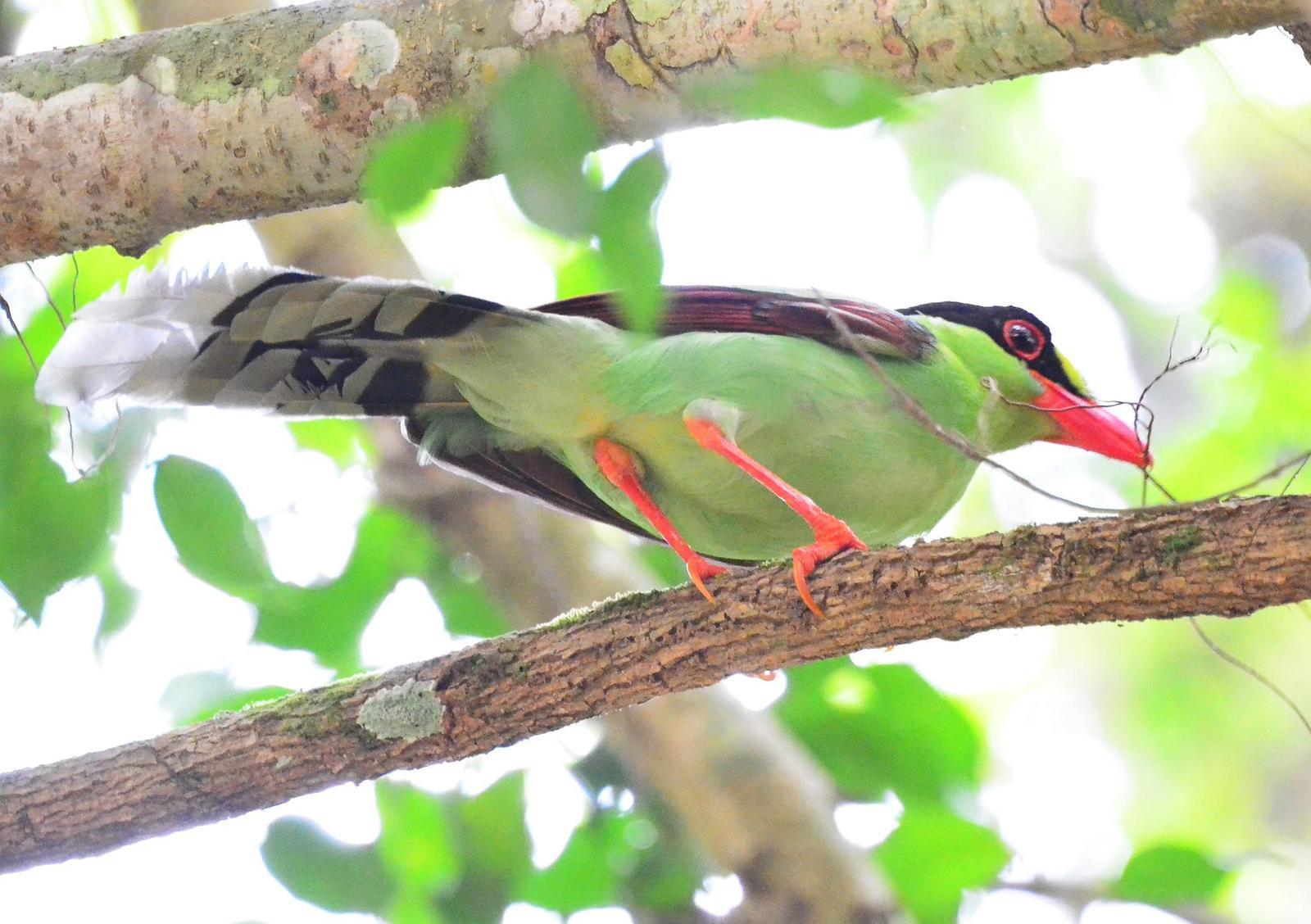 Common Green-Magpie Photo by Uthai Cheummarung