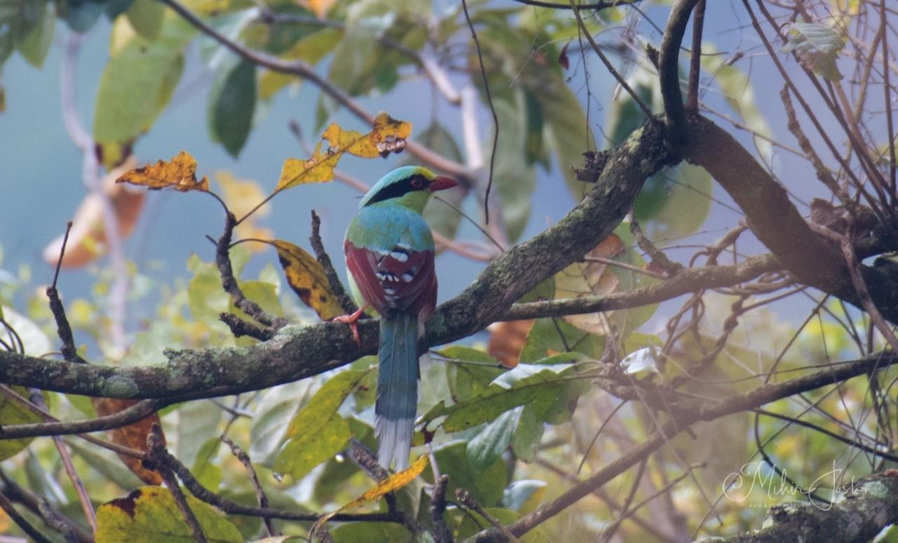 Common Green-Magpie Photo by Mihir Joshi