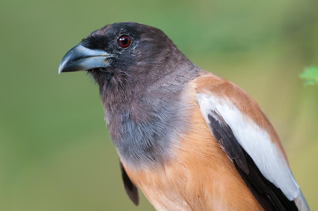 Rufous Treepie Photo by Kishore Bhargava