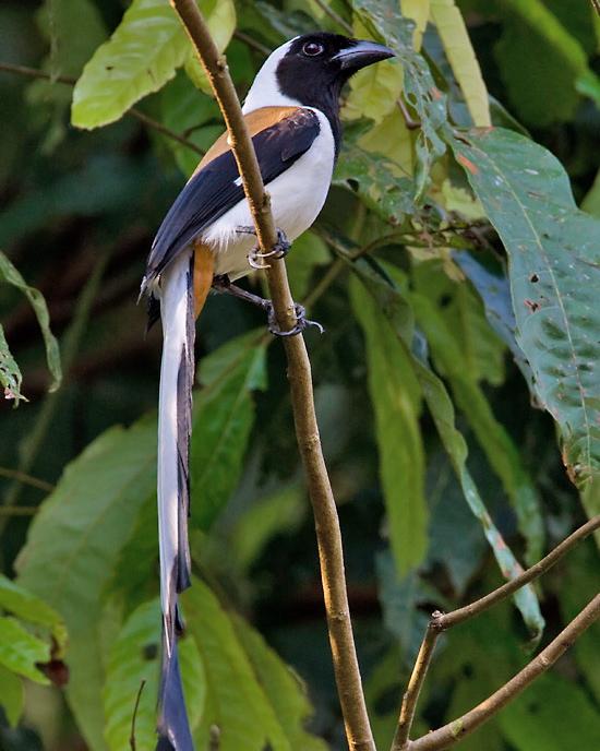 White-bellied Treepie Photo by Mike Barth