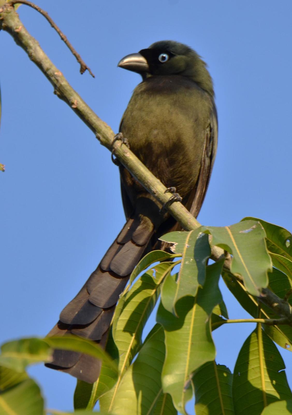 Racket-tailed Treepie Photo by Uthai Cheummarung