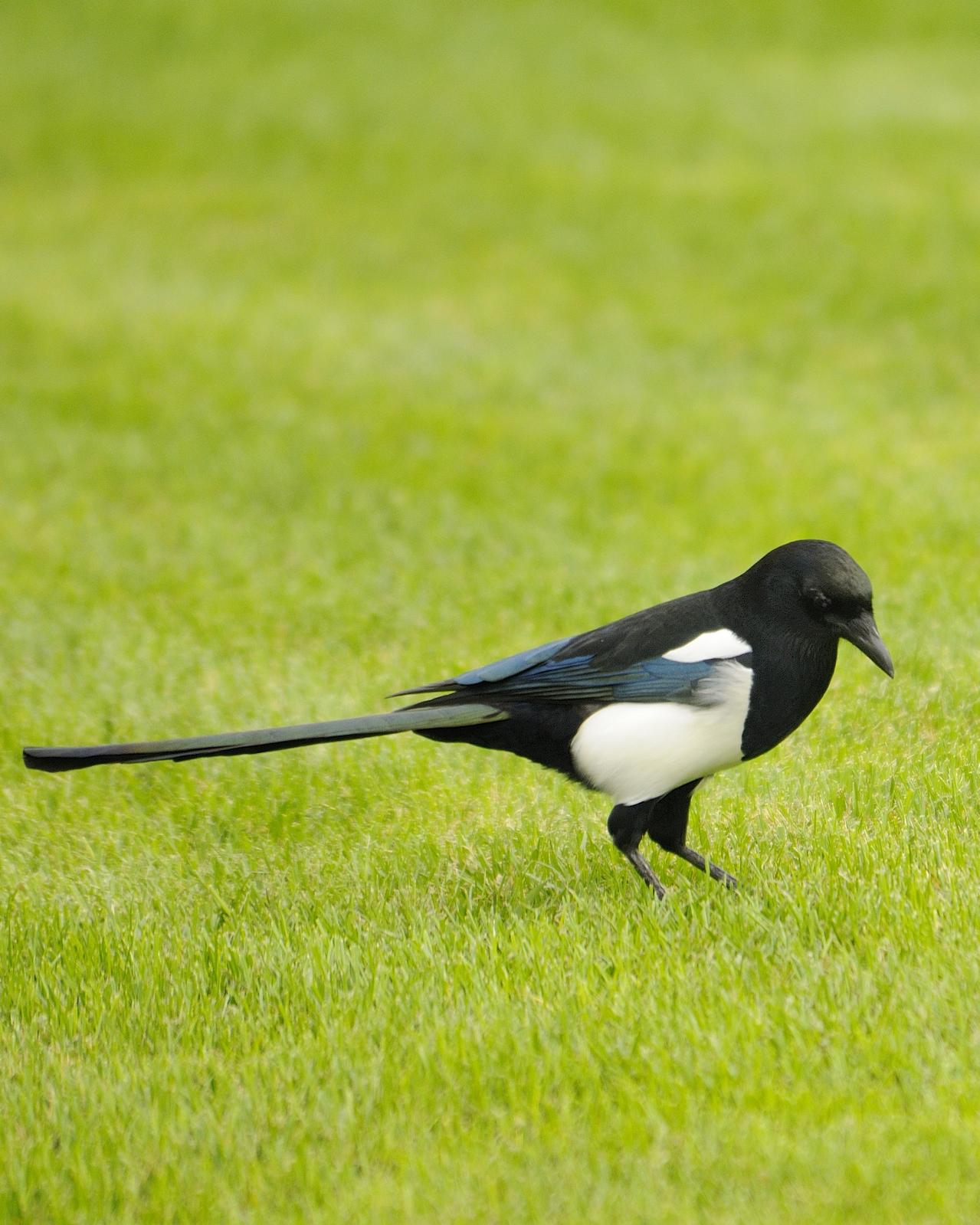 Eurasian Magpie Photo by Andres Rios