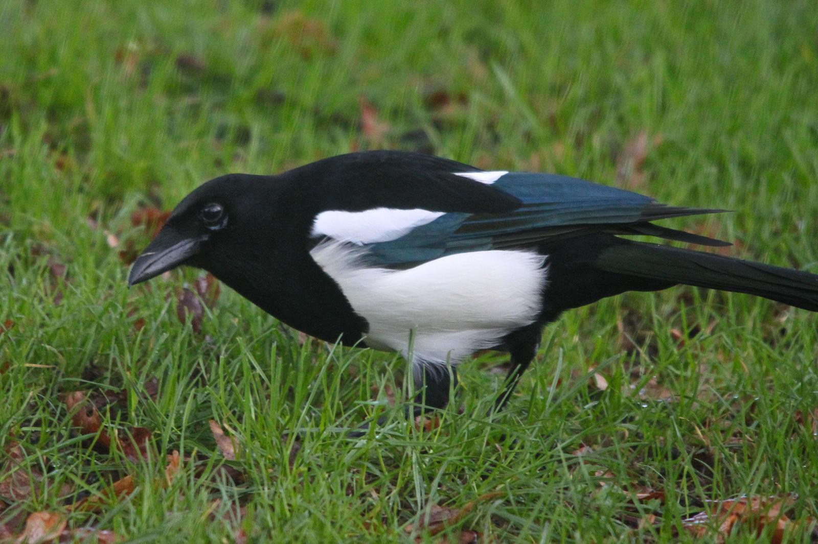 Eurasian Magpie Photo by Tom Ford-Hutchinson
