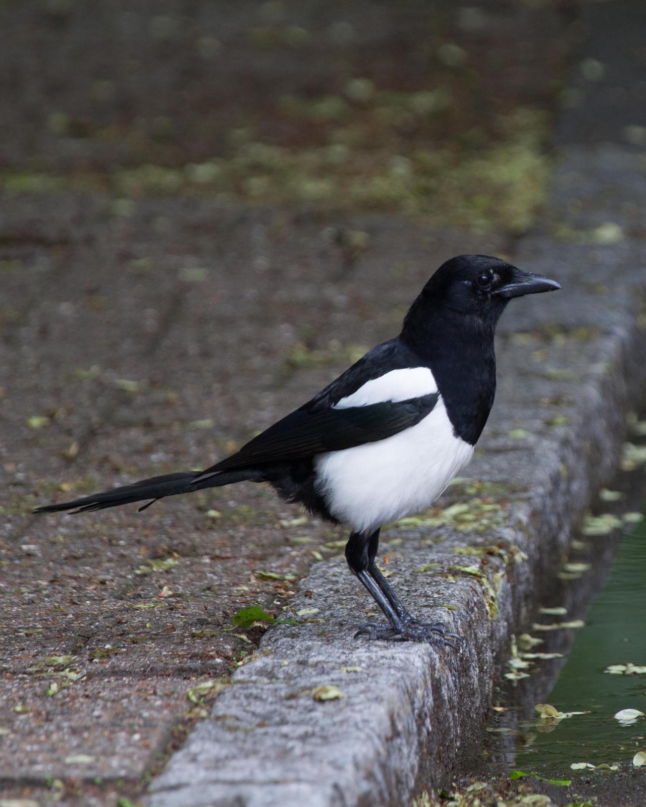 Eurasian Magpie Photo by Robert Lewis