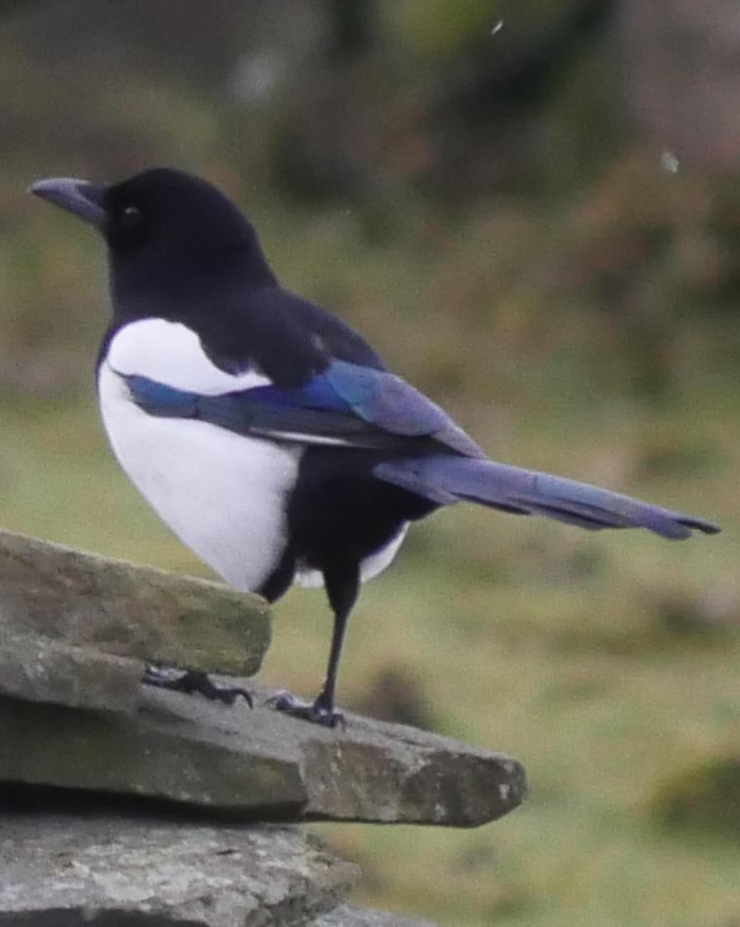 Eurasian Magpie Photo by Peter Lowe