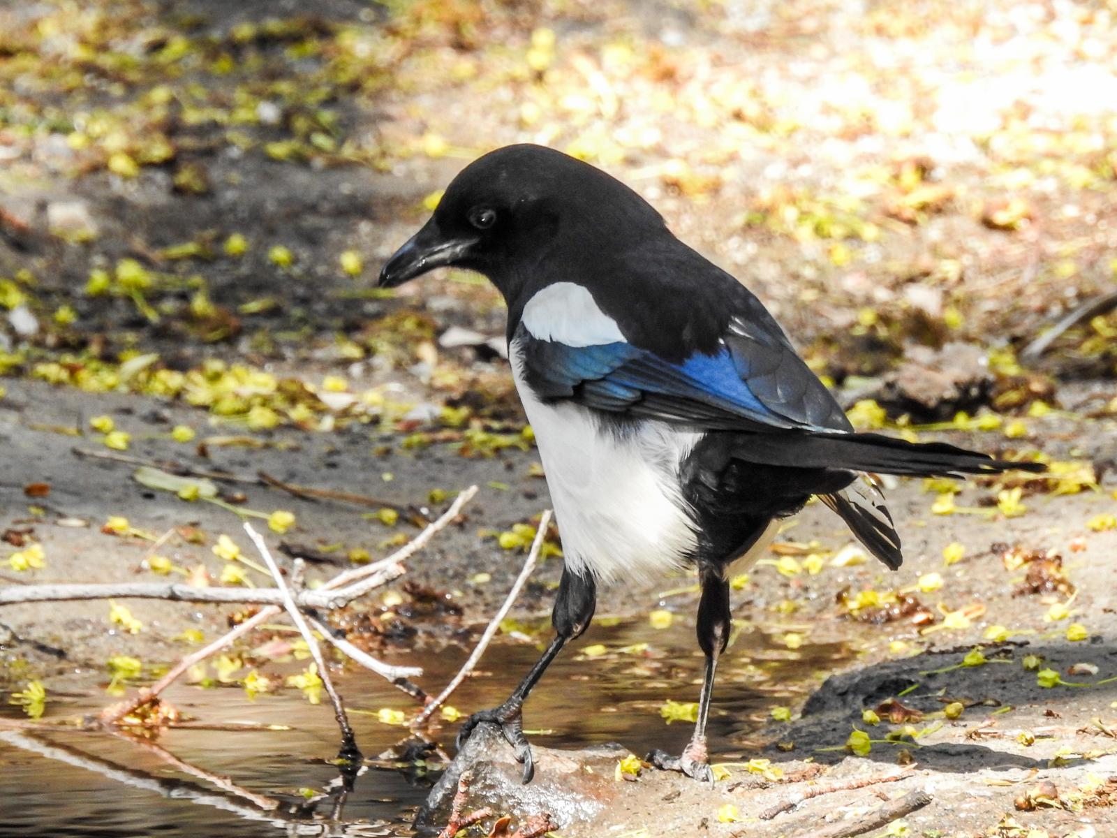 Eurasian Magpie Photo by African Googre