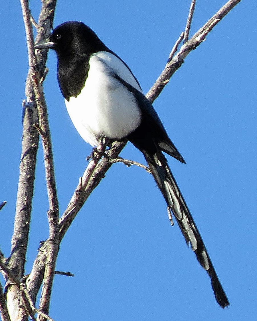 Black-billed Magpie Photo by Kelly Preheim