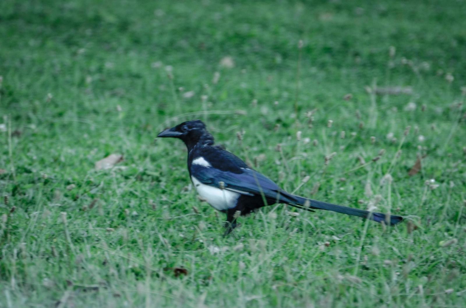 Black-billed Magpie Photo by Scott Yerges