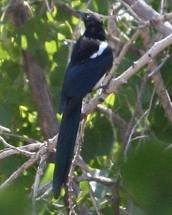 Black-billed Magpie Photo by Andrew Core