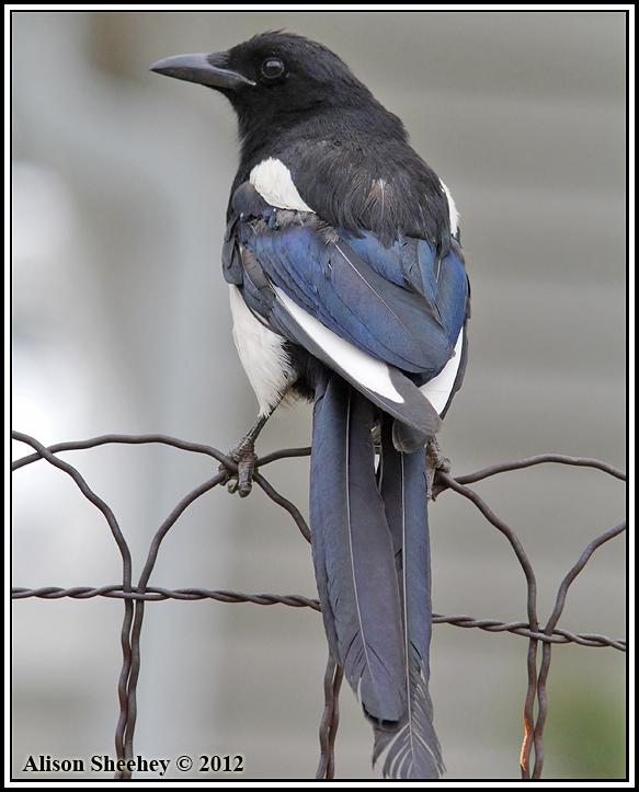 Black-billed Magpie Photo by Alison Sheehey