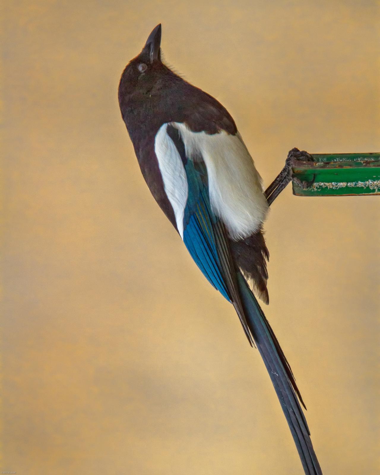 Black-billed Magpie Photo by JC Knoll