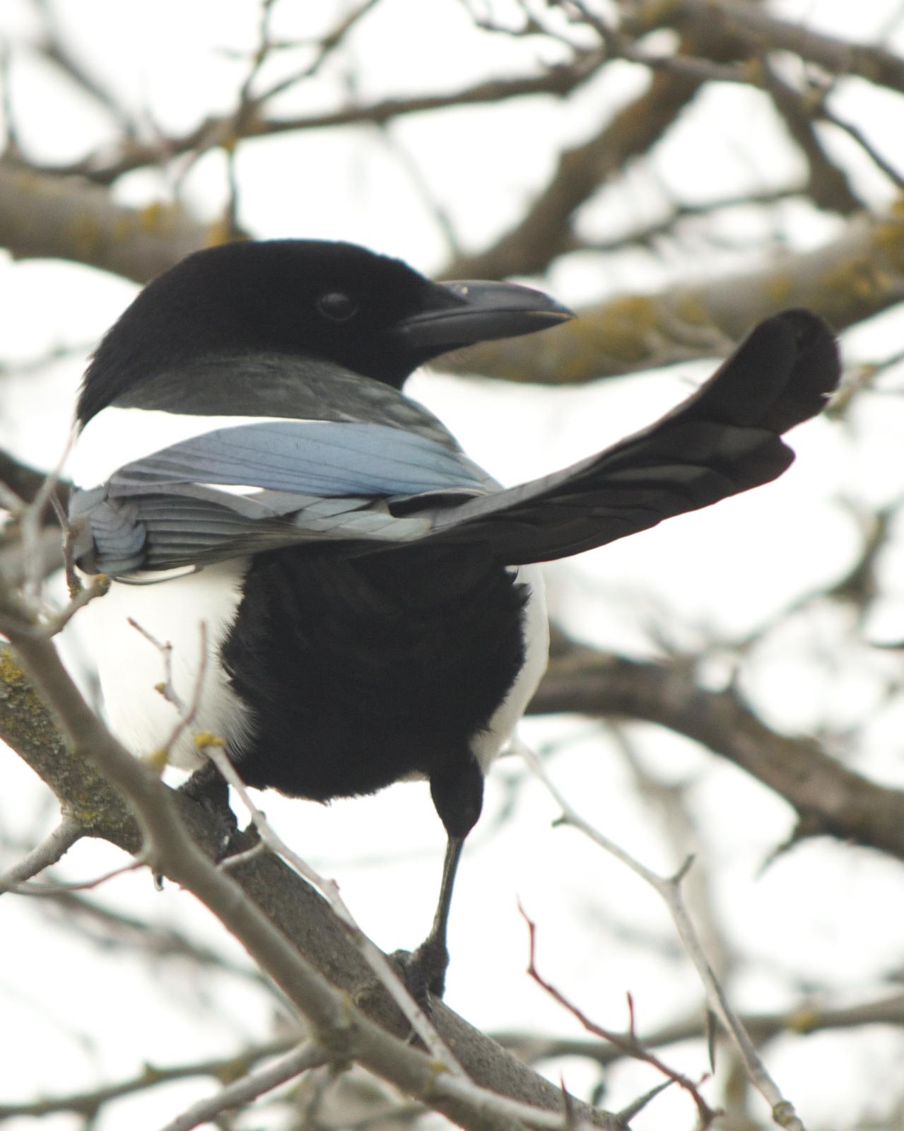 Black-billed Magpie Photo by Mark Baldwin