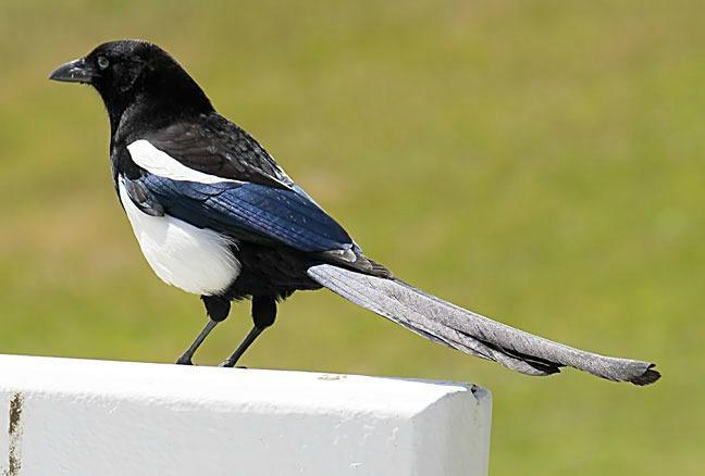 Black-billed Magpie Photo by Dan Tallman